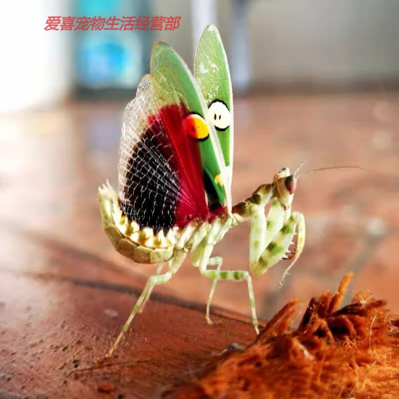 包邮现货中华大刀螳螂幼体个性爬虫宠物螳螂另有卵夹 眼璃螳螂二龄