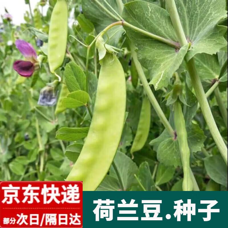 荷兰豆种子 农田菜园植株紧凑叶色深绿荚翠绿肉厚清香豆角蔬菜籽