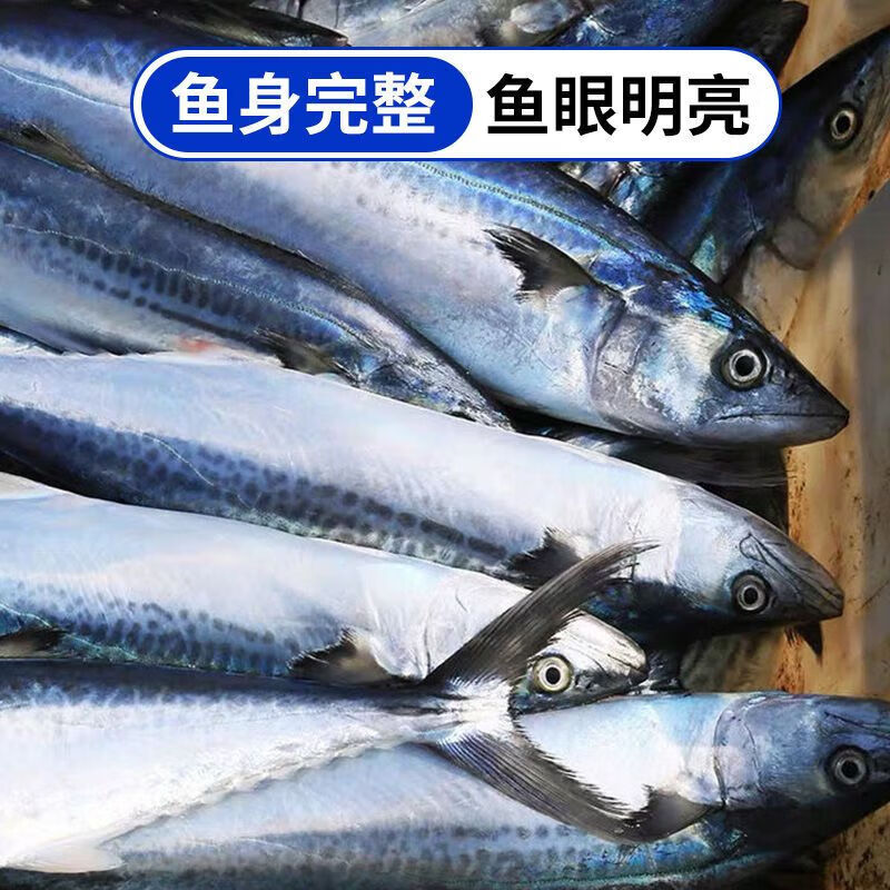 春之言新鲜冷冻大鲅鱼整条冷冻马鲛鱼鲜活海鱼鲅鱼海鲜水产批发 1条1