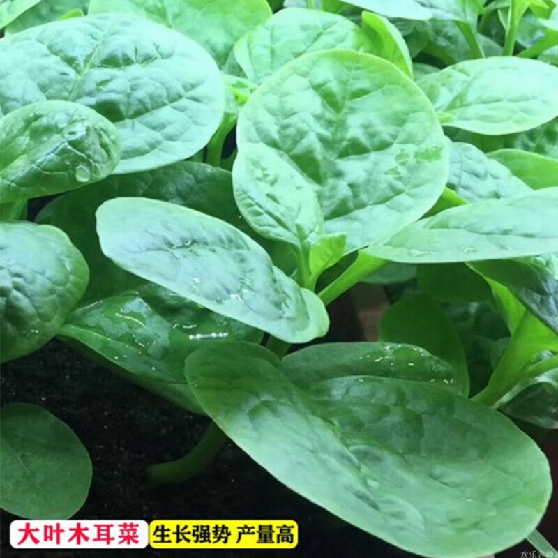 ������ANGQI�� ��Ҷľ��������С�����̨�����߲������ļ���ֲ�ʹ������� ��Ҷľ��������ԭ��װ