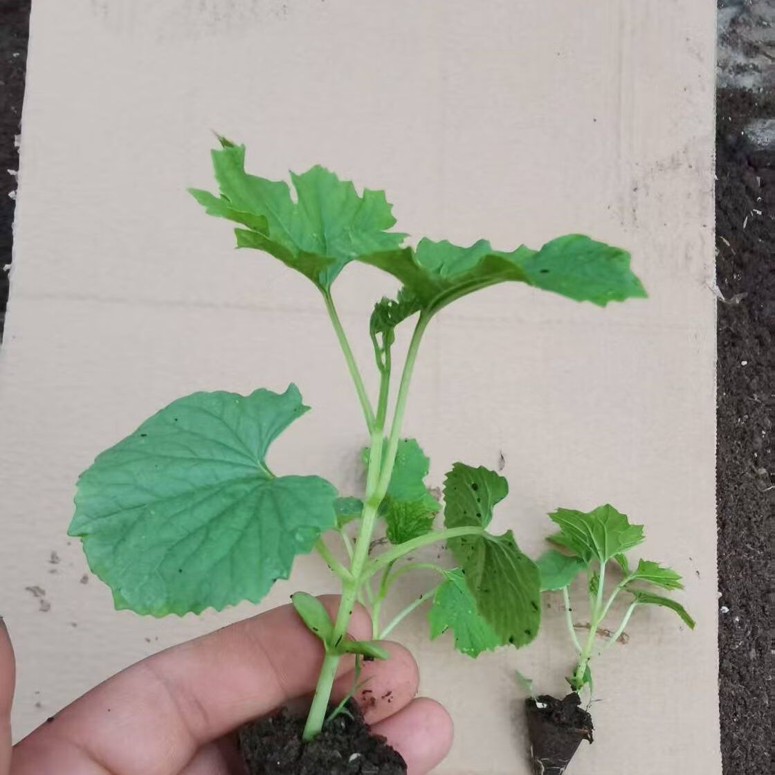癞瓜瓜苗金铃子种苗四季金玲子阳台盆栽水果蔬菜简单易种 4颗小濑瓜