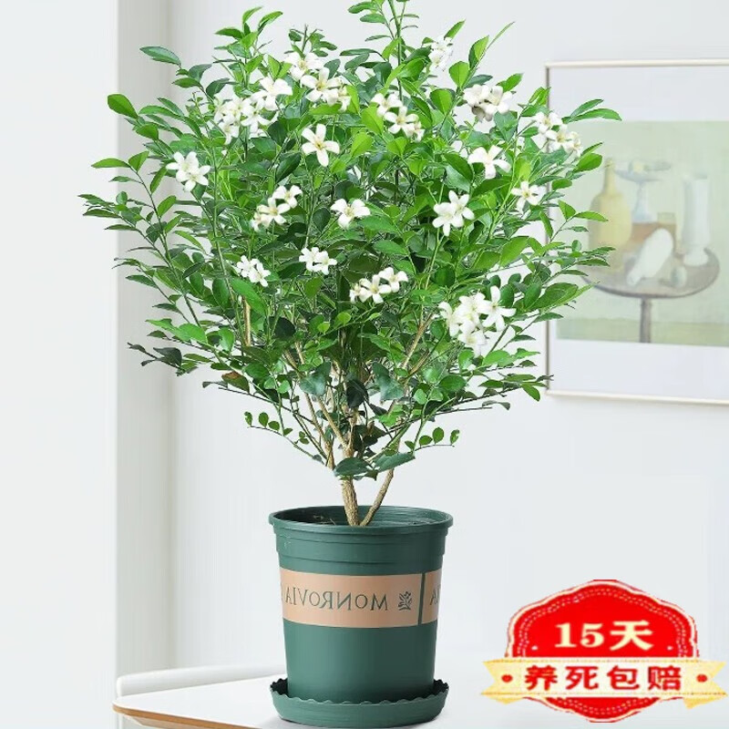 苏跃九里香盆栽 老桩浓香型花卉七里香四季防虫驱蚊绿植花卉盆栽 掌柜
