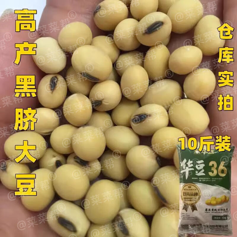 华豆36黄豆种子春夏播大豆种子原种大田抗病抗倒伏大粒黄豆早中熟 黑