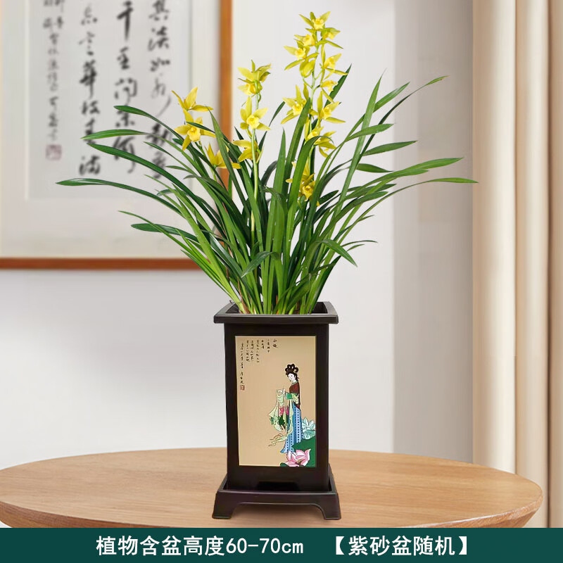 Only you【兩小時(shí)達(dá)】蘭花盆栽室內(nèi)帶花苞名貴春蘭墨蘭開業(yè)喬遷生日禮物 黃綠蘭花-綠翡翠【美人面花盆】