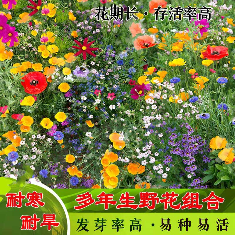 萌蕴（MengYun） 花种子花籽四季开花易活好养室外鲜花盆栽种植庭院室内四季花卉 野花组合 一斤