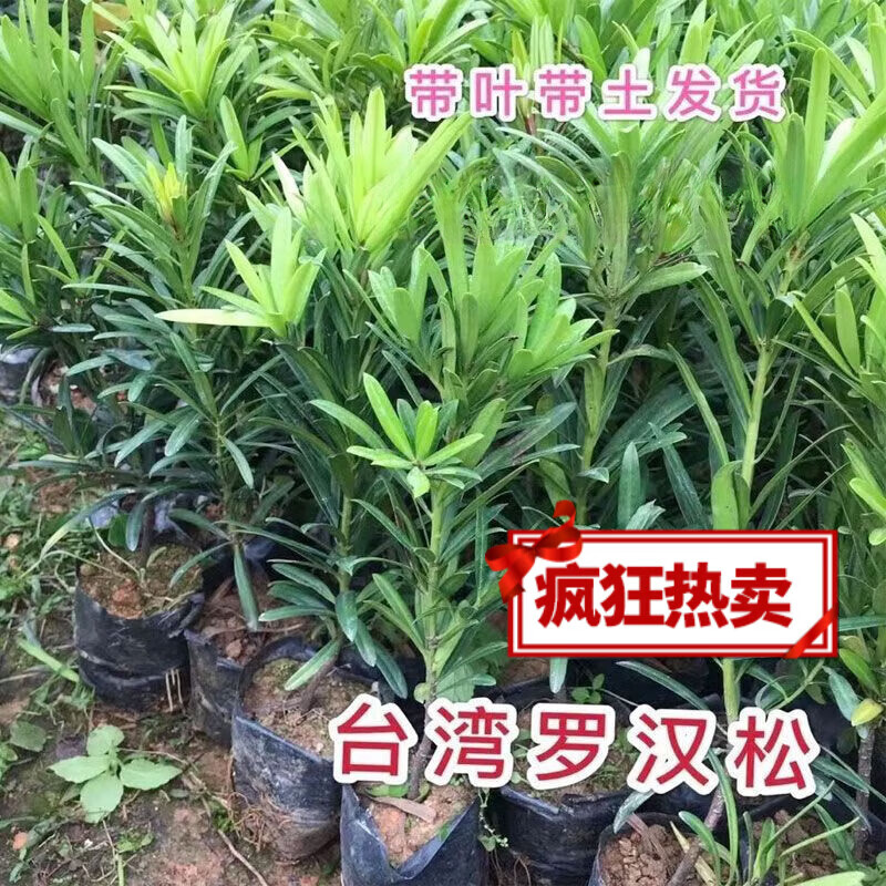 正宗罗汉松树苗盆景大叶小米雀舌罗汉松树苗四季长青盆栽地栽 罗汉松