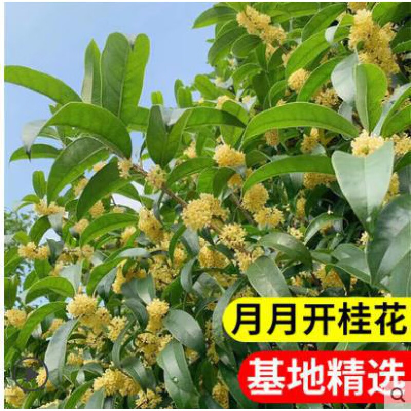 睿格达四季桂桂花树苗桂花树盆栽庭院浓香植物室内外花卉地栽桂花树 精品原生四季桂桂花2年苗30cm左