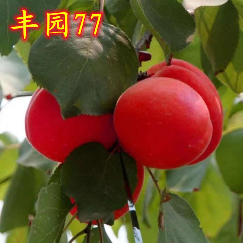 博雅锟丰园77杏树苗嫁接杏子南方北方种植丰园红杏果苗盆栽地栽当年