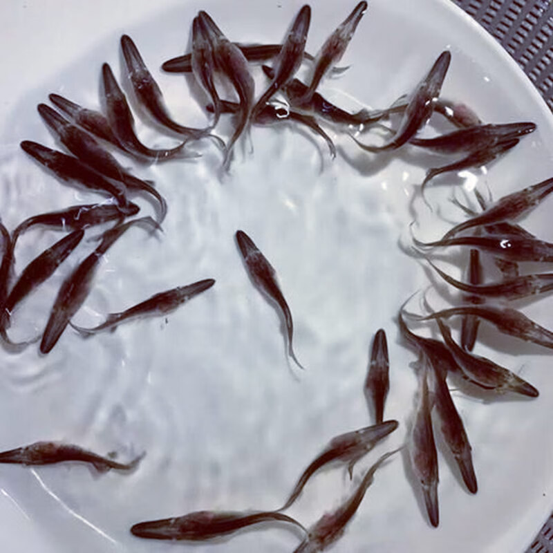 鸭嘴鱼苗淡水鱼大鱼苗鲜活观赏鱼食用鱼匙吻鱼活体扁嘴鱼鸭嘴鲟鱼 1条