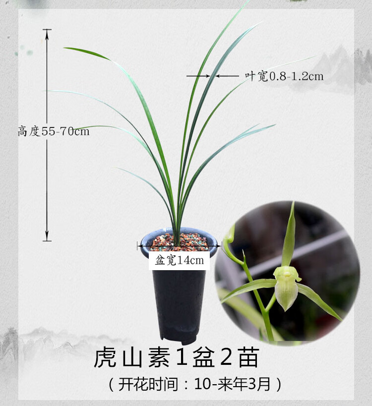姒桀高档兰花江西细叶寒兰带花苞直立叶素心大叶寒兰虎山素虎啸素花卉