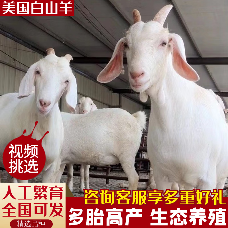 美国白山羊纯种小羊羔活羊3个月羊崽山羊羔高产怀孕母羊配种公羊 白