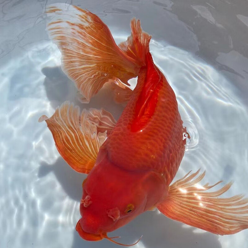 虹弦见火红色蝴蝶鲤鱼球体冷水鱼锦鲤贵妃龙凤蝶鲤大鳍长尾观赏鱼活体