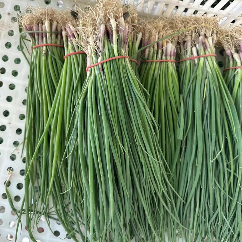 禾之润【特惠】新鲜紫皮洋葱水果型紫皮洋葱大头葱圆葱100颗 紫皮水果