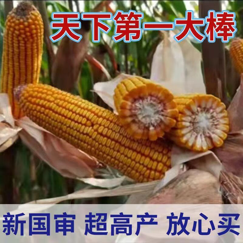 细辛高产玉米种子矮杆抗倒伏抗旱涝春夏播双棒双胞胎紫叶农科院苞米种