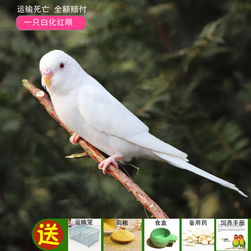 活体鸟活物虎皮鹦鹉宠物活鸟玄凤鹦鹉手养鸟会说话幼鸟幼崽 白红眼1只