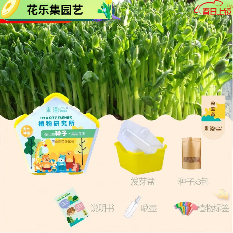 观察水培种植盆栽芽苗菜发芽生长 幼儿园小学生儿童科学实验 豌豆苗