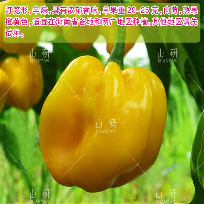 满柚春海南黄灯笼辣椒种子 彩色辣椒种子 四季阳台盆栽蔬菜种子高产