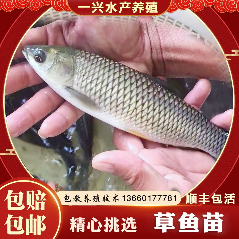 草鱼鱼苗活体草皖鱼苗半斤食蚊鱼大苗饲料四大家鱼草鱼苗 7-8公分50条