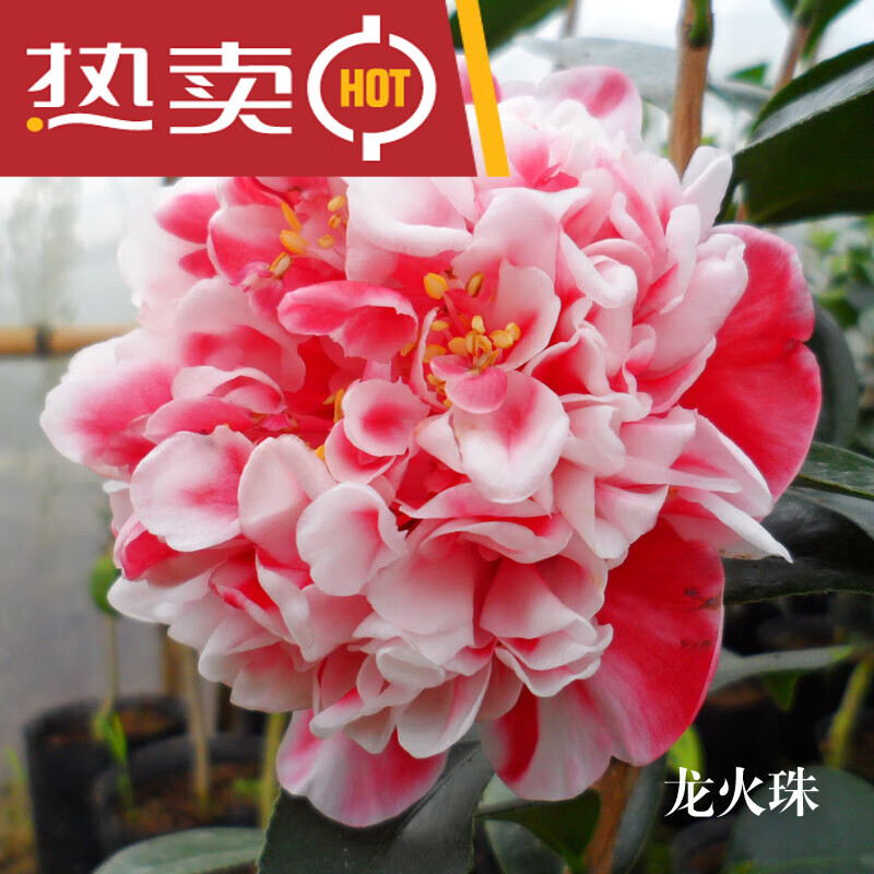 穆淳傲香妃茶花盆栽带花苞花卉植物四季开花山茶花树苗五色赤丹室内