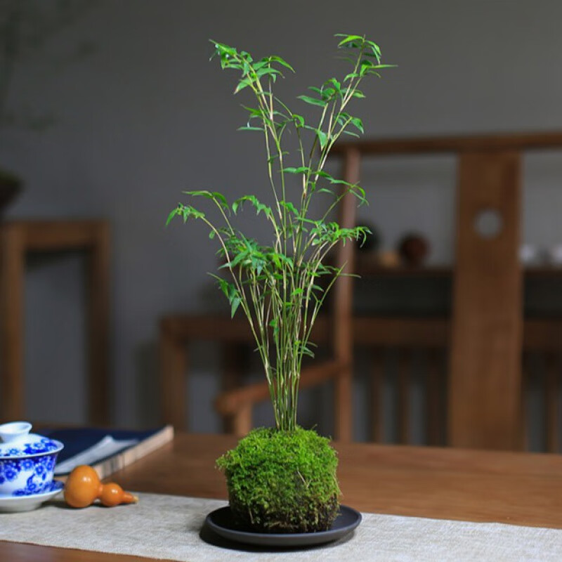 睿格达米竹水培苔藓球植物红观音竹凤尾竹盆景室内客厅桌面观赏竹子