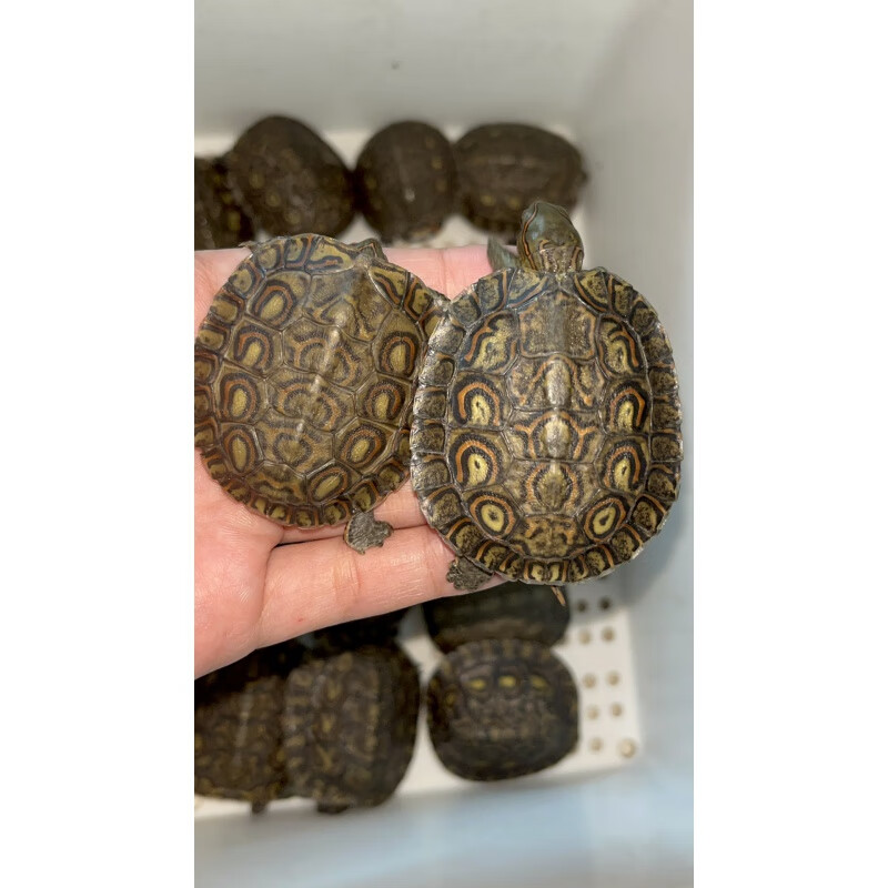 油彩木纹龟洪都拉斯网红龟吃菜素食龟活体观赏宠物龟外塘半水龟 油彩