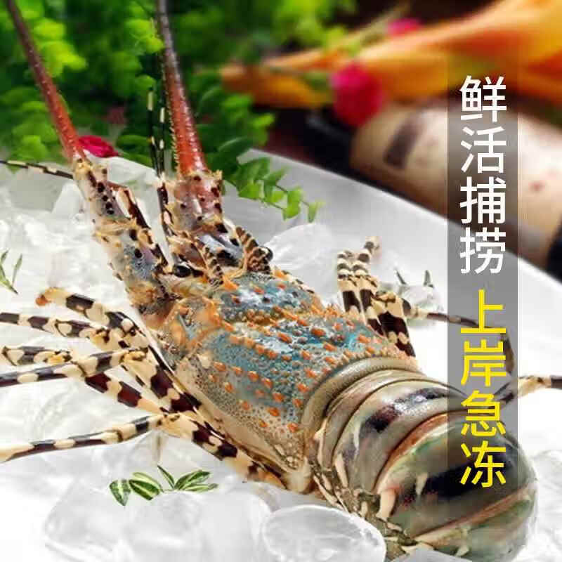 小青龍龍蝦超大肉多青龍仔鮮活冷凍新鮮青龍蝦活凍奧龍澳洲大龍蝦 1250g