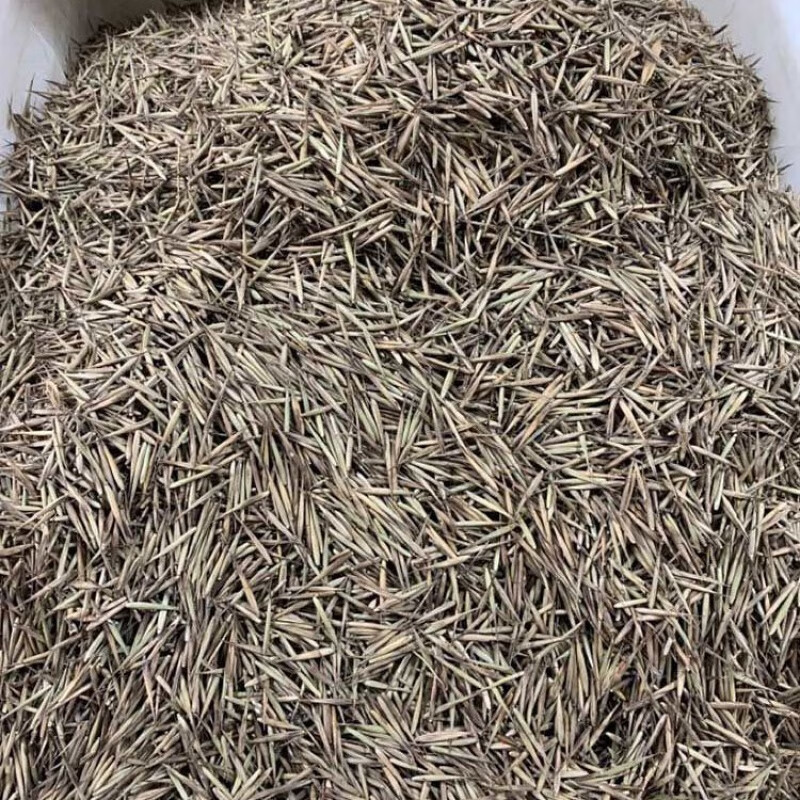 汇种草农新采冬笋种子竹笋,竹萌,竹芽,生笋毛竹种子荒山庭院种植 冬笋