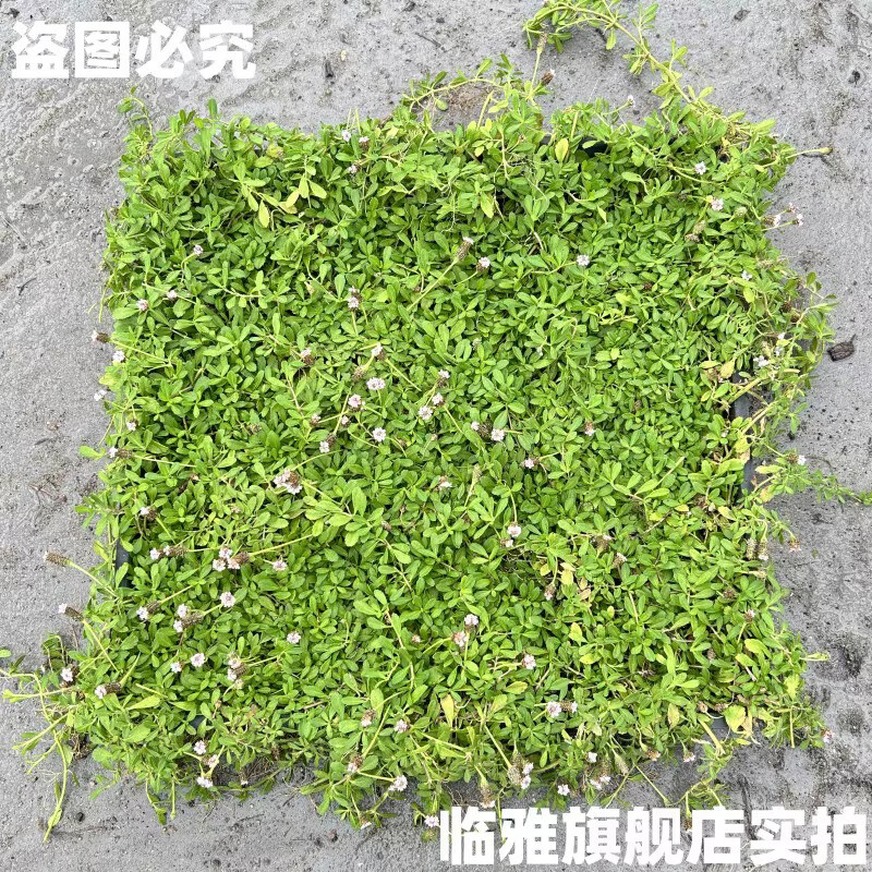 临雅草坪真草皮姬岩垂草盆栽庭院室外四季常青多年生绿化植物地毯 姬