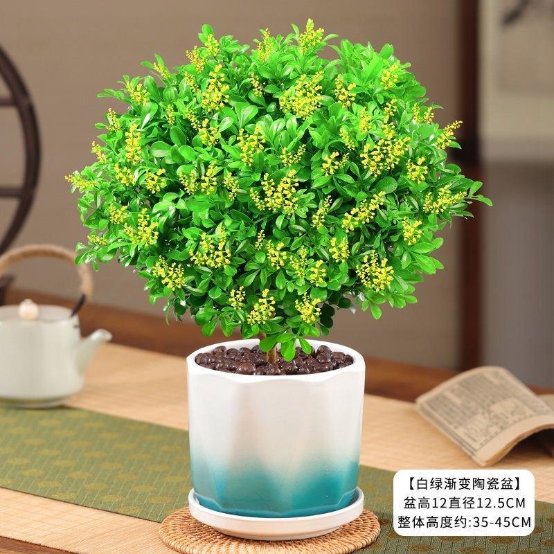 米蘭花盆栽濃香型四季開花不斷y易養(yǎng)活花卉陽臺庭院花卉客廳綠植 (帶花苞)5年米蘭花+白綠漸變陶+ 含盆