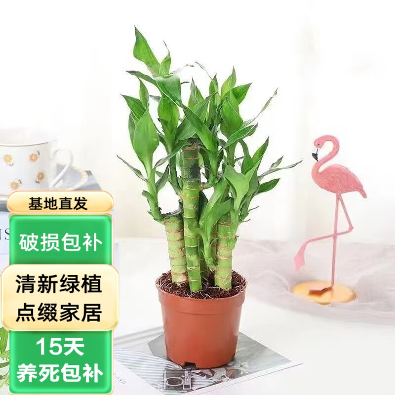 泰西丝 步步高富贵竹荷花竹水养土培盆栽室内绿植好养花 荷花竹【原盆