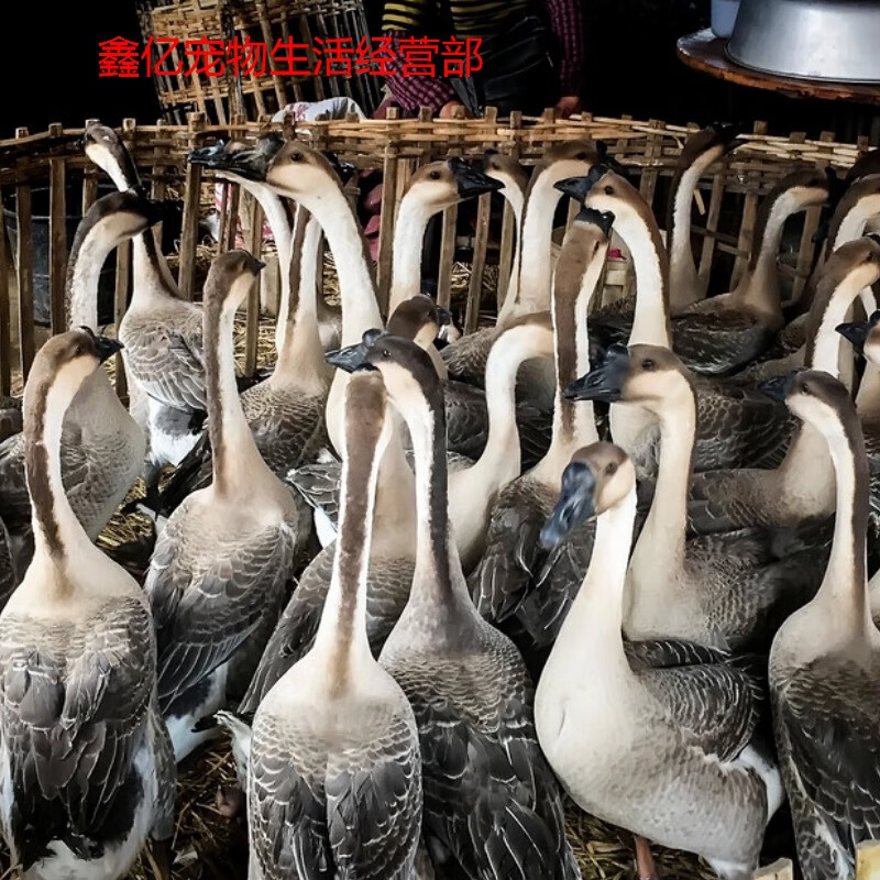 正宗马岗鹅活苗小鹅广东灰鹅苗草鹅产地直销齐全包活 4只装【公母可选