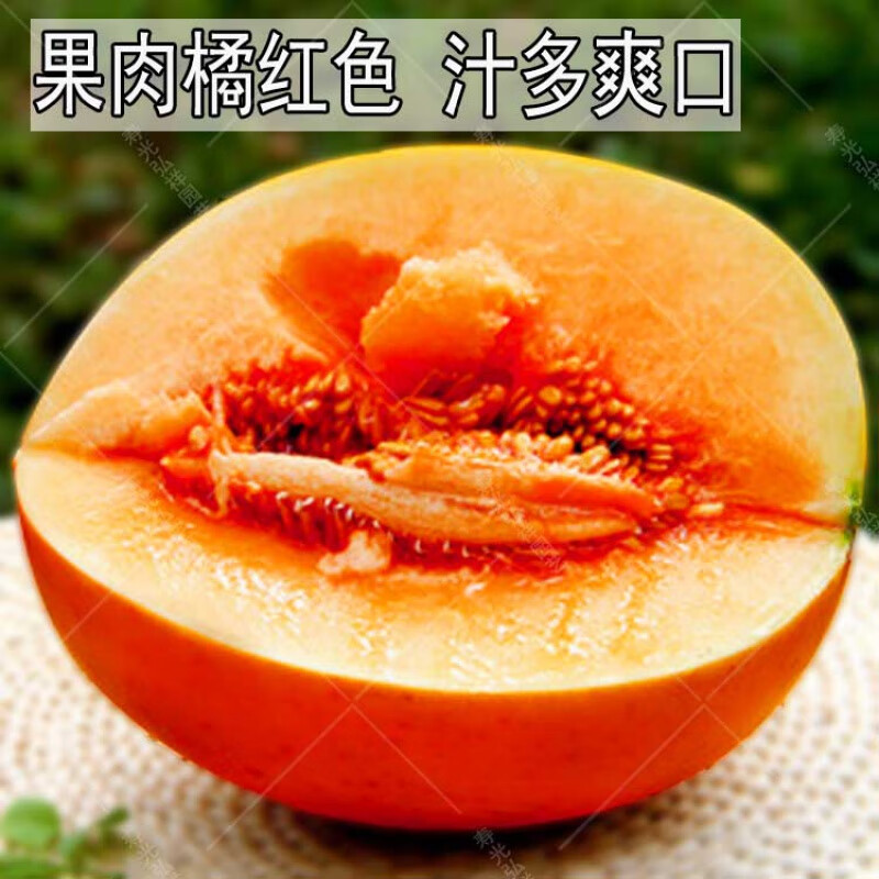 黄河蜜瓜满田红伊丽莎白甜瓜种子红皮红肉薄皮早熟香瓜哈密瓜种孑
