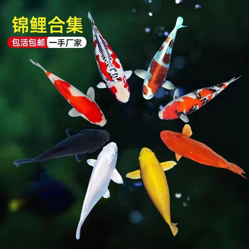 贝冠奇锦鲤活鱼观赏鱼活体淡水冷水鱼易活好养景观鱼红白锦鲤鱼 随机4条(11-13厘米)练手锦鲤