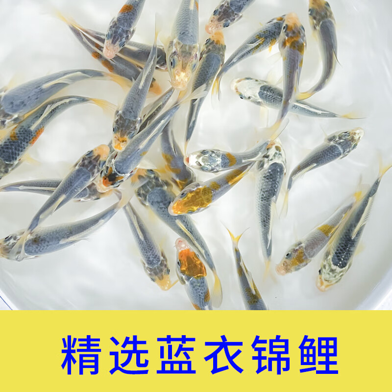 蓝衣锦鲤观赏鱼蓝色锦鲤蓝背锦鲤冷水鱼好养耐活金鱼活鱼淡水锦鲤 5