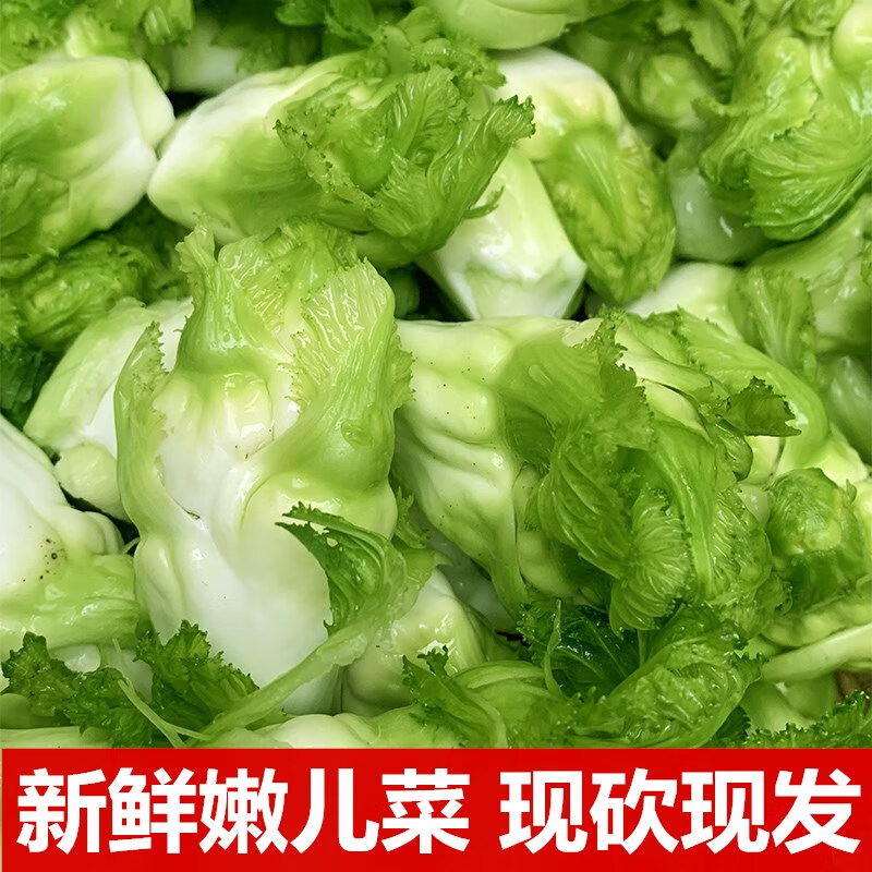 四川新鲜腌制儿菜2斤娃娃菜抱儿母子耳菜农家自种咸菜原料蔬菜 包
