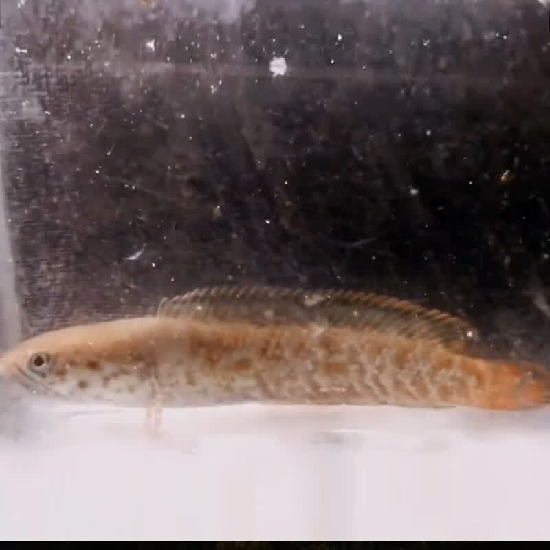 彩虹雷龙苗1条(公母随机) 6-91