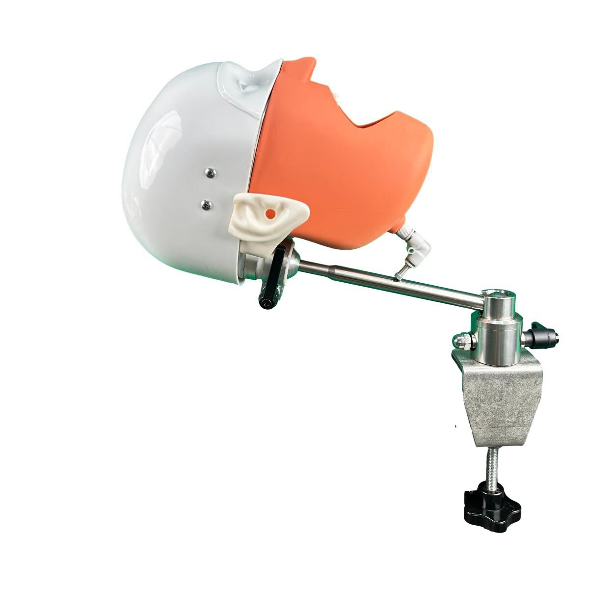 牙科仿真二型头模树脂可拆卸牙齿备牙正畸修复头模口腔教学教学模型