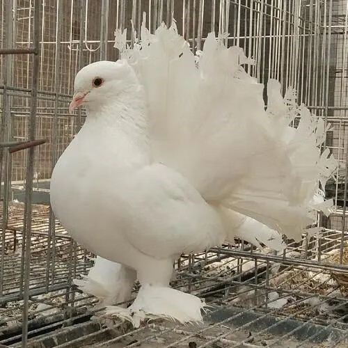 观赏鸽毛脚凤尾鸽子种鸽青年鸽子一对包健康 毛脚凤尾种鸽一对