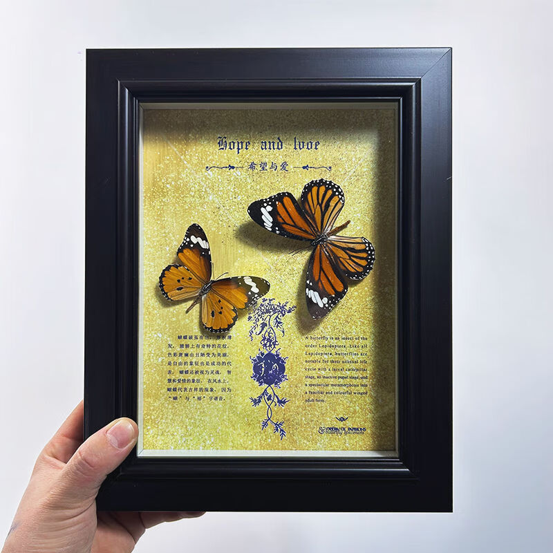 蝴蝶标本展示框摆件装饰画挂画艺术品生日礼物原真蝴蝶 金斑蝶 虎斑蝶