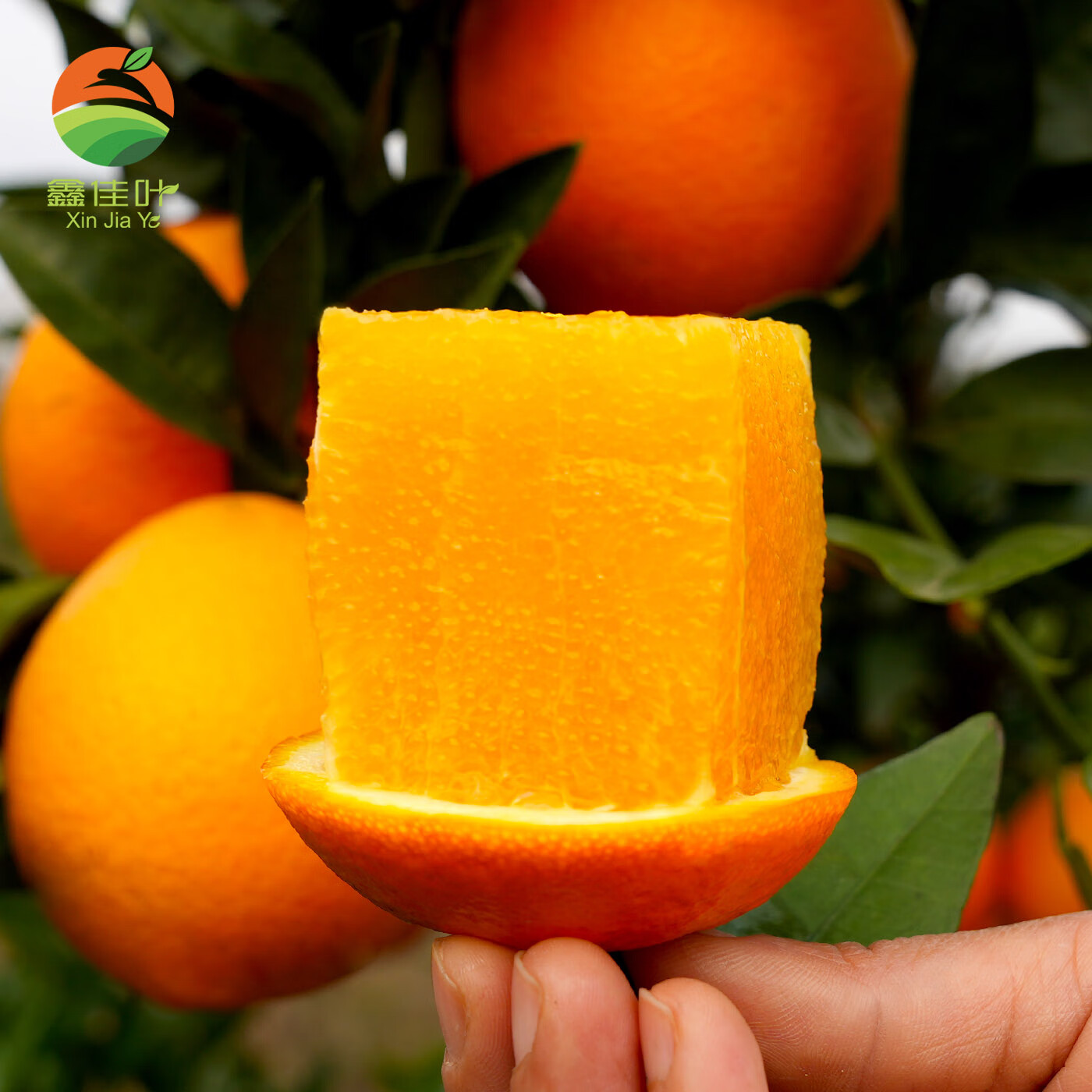 鑫佳叶（xingjiaye）湖南纽荷尔脐橙 新鲜橙子 中果 65-70mm 4.5斤
