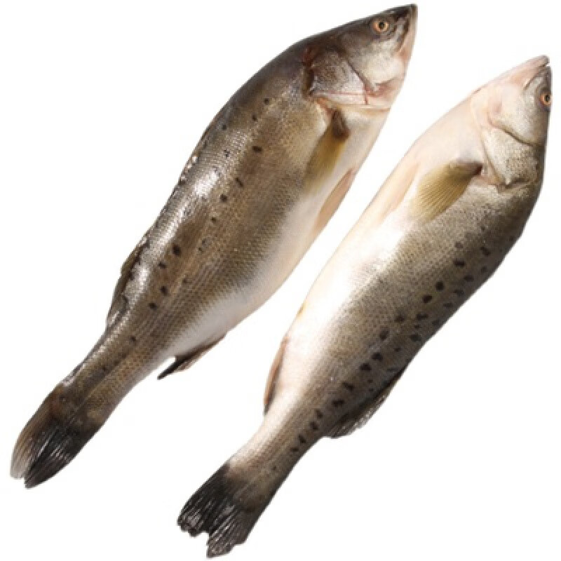 湘明有絮新鲜大鲈鱼海鲈鱼大海鱼海鲜水产鲜活活鱼冷冻鱼类生鲜鲜鱼 4