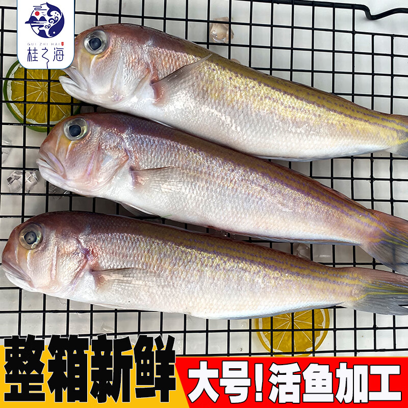 桂之海 桂广西马头鱼新鲜冷冻深海鱼去鳞鳃去内脏免处理特大号甘鲷鱼方头鱼 3条（420-500克/条）新鲜杀好