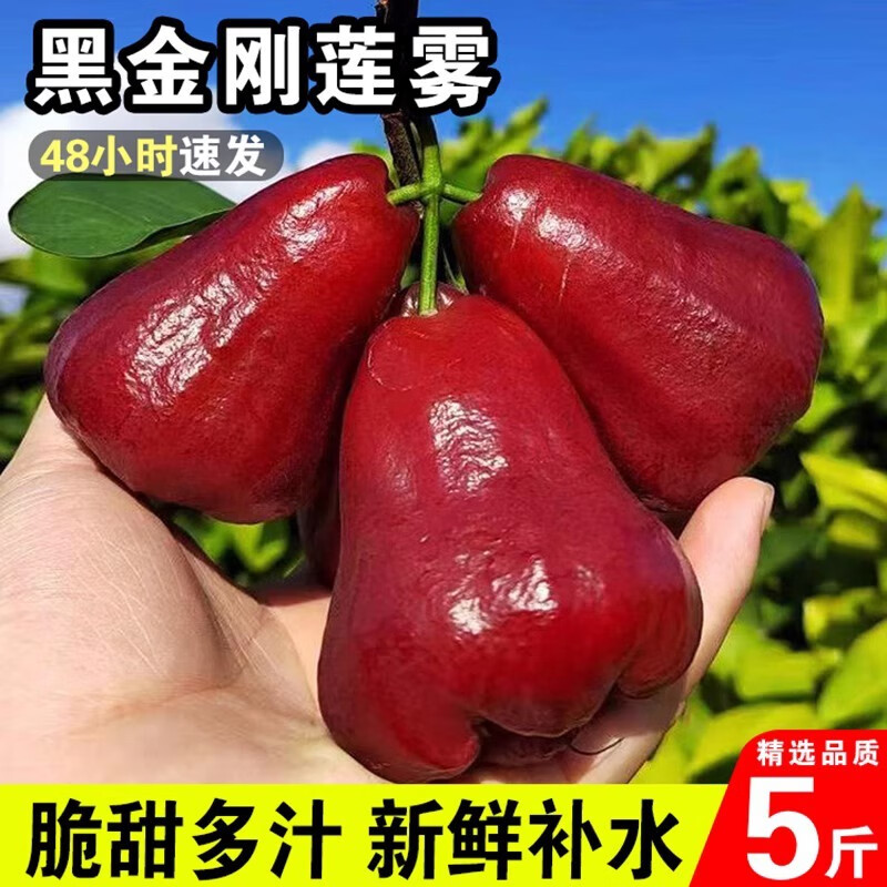 瑞口福黑金刚莲雾果新鲜水果新鲜现摘脆甜孕妇热带水果 1斤