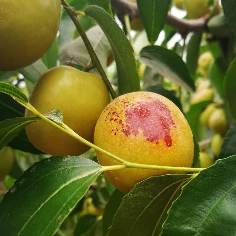 泽华果品陕西正宗大荔冬枣 脆甜枣子当季新鲜孕妇水果整箱 大荔冬枣净重5斤单果8g+