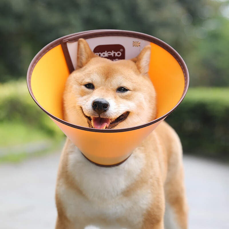 伊丽莎白圈大型犬金毛头罩狗狗头套防咬舔耻辱圈宠物伊利沙白项圈