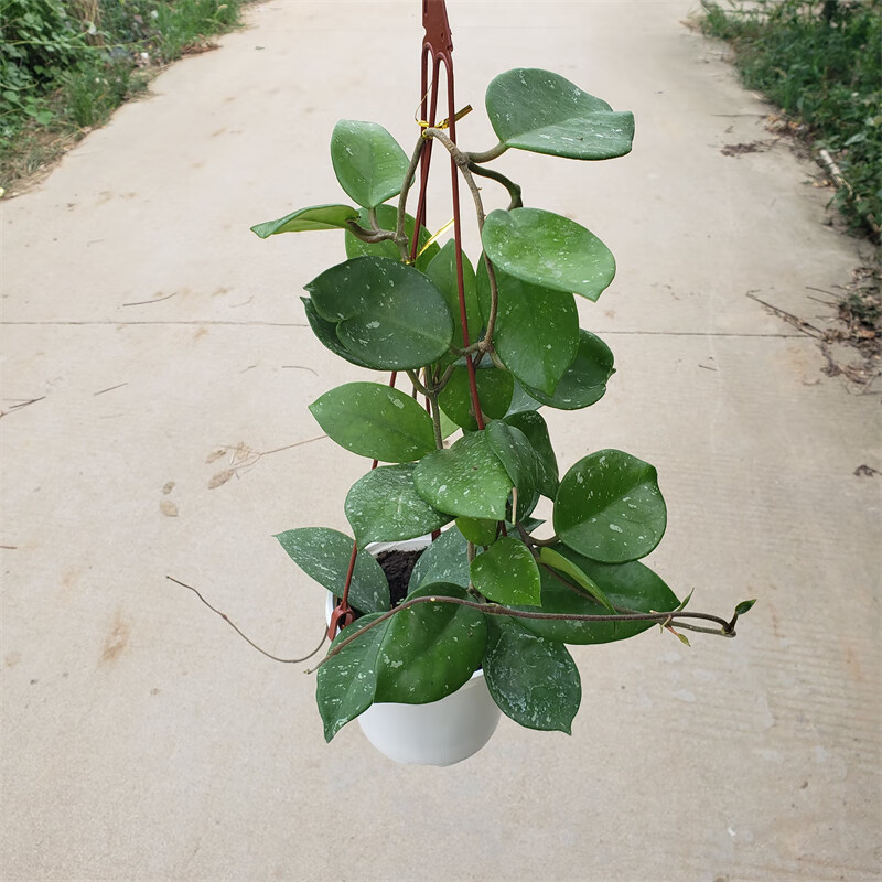 仰阳雀斑球兰大苗带花梗勤花易开花大花品种 hoya carnosa stardust