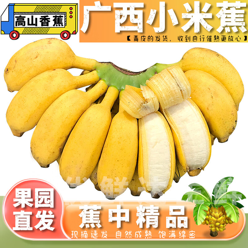 小米蕉【自然熟】新鲜现摘小香蕉孕妇水果软糯香甜老人吃芭蕉 需催熟