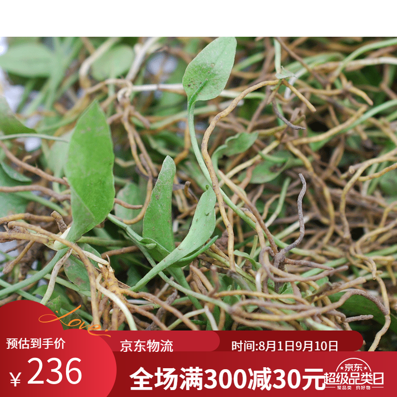 虎钢馋味巴哥贵州新鲜一支箭带根现采草蛇吐须蛇咬子青藤瓶尔小草中草