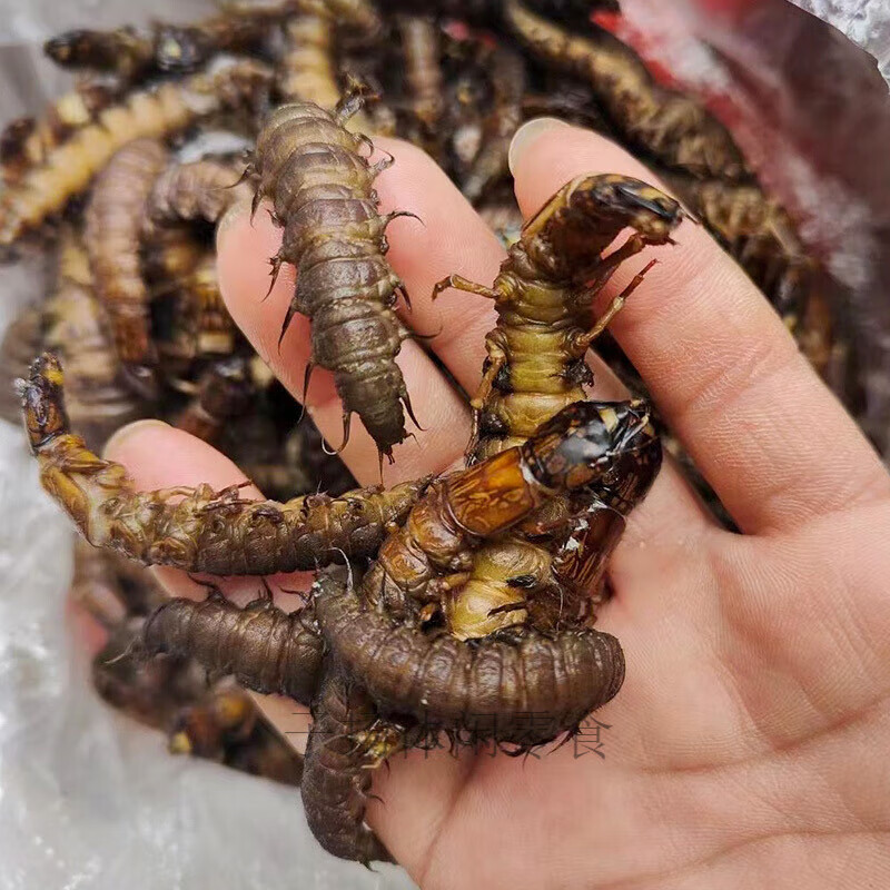 食怀云南爬爬虫油炸美食特产怪虫子可食用高蛋白鲜活冷冻水蜈蚣爬沙虫
