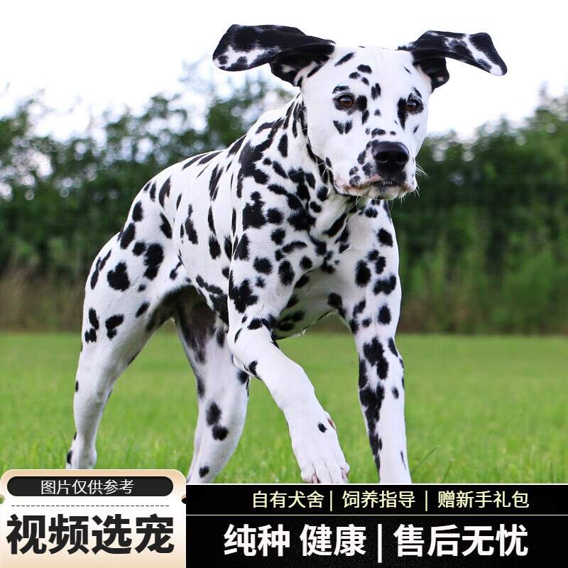 宠六福纯种斑点狗幼犬大麦町犬幼崽宠物狗狗活体小狗活物 宠物级 公